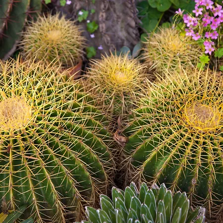 Romeo 3* Κατάνια