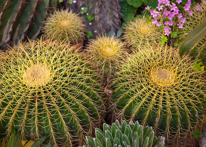 Romeo 3* קטאניה